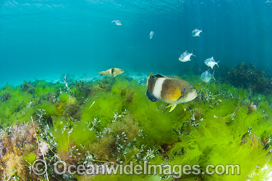 Blue-throated Wrasse and Banded Sweep photo