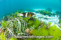 Blue-throated Wrasse amongst Sea Lettuce Photo - Gary Bell