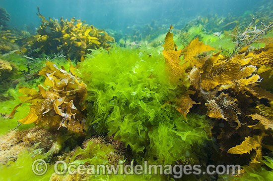 Sea Lettuce and Sea Alga photo