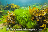 Sea Lettuce and Sea Alga Photo - Gary Bell
