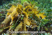 Sea Alga South Australia Photo - Gary Bell