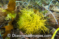 Sea Alga Hopkins Island Photo - Gary Bell