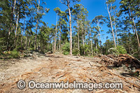 State Forest Logging Australia Photo - Gary Bell
