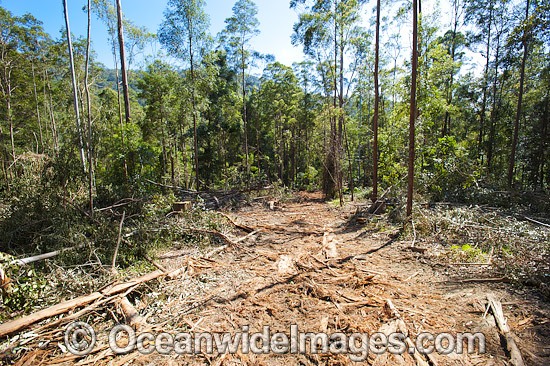 NSW Forest Logging photo