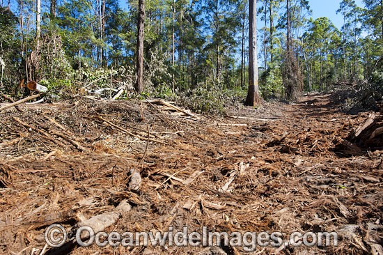 State Forest Logging Australia photo
