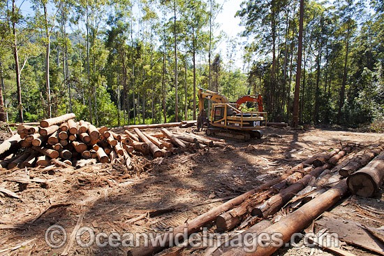 Logging Dump Site photo