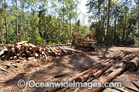 Logging Dump Site Photo - Gary Bell