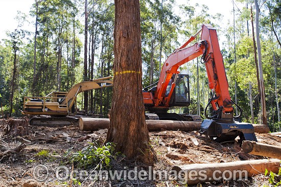 Harvested Trees and Machinery photo