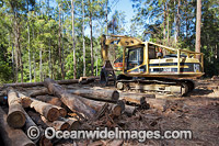 Logging harvested trees Photo - Gary Bell