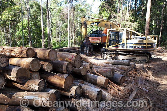 Logging machinery photo