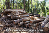 Forest Logging Australia Photo - Gary Bell