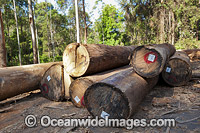 Logging Dump Site Australia Photo - Gary Bell