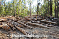 State Forest harvested trees Photo - Gary Bell