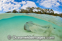 Cowtail Stingray Great Barrier Reef Photo - Gary Bell