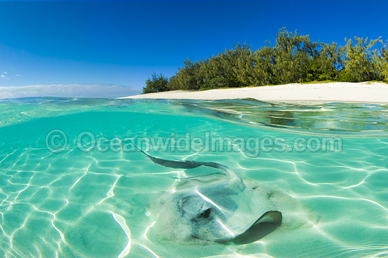 Cowtail Stingray emerging from sand photo