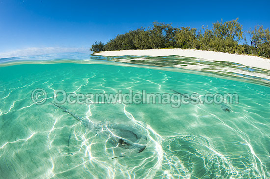 Cowtail Stingray emerging from sand photo