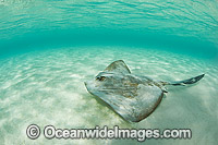 Cowtail Stingray Great Barrier Reef Photo - Gary Bell