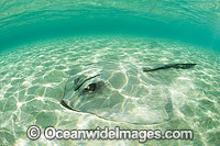 Cowtail Stingray emerging from sand Photo - Gary Bell