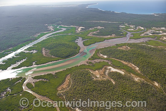 Curtis Island Mangrove wetland photo
