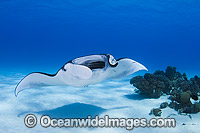 Reef Manta Ray Cocos Island Photo - Karen Willshaw