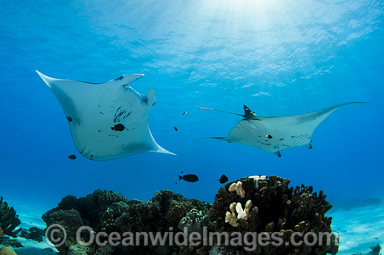 Reef Manta Rays Cocos Island photo