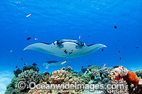 Reef Manta Ray Manta alfredi Photo - Karen Willshaw