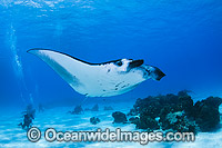 Reef Manta Rays and Divers Photo - Karen Willshaw