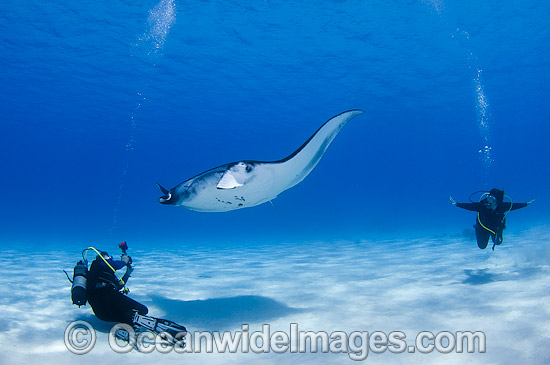Reef Manta Ray and Diver photo