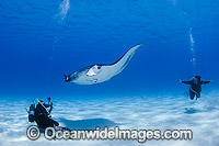 Reef Manta Ray and Diver Photo - Karen Willshaw