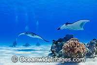 Reef Manta Rays and Scuba Divers Photo - Karen Willshaw