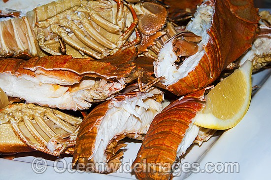 Balmain Bug Seafood photo