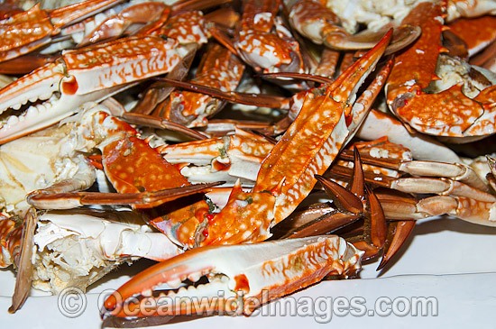 Crab Seafood photo