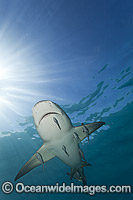 Lemon Shark with Remoras Photo - David Fleetham