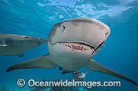 Feeding a Lemon Shark Photo - David Fleetham