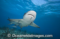 Lemon Shark Photo - David Fleetham