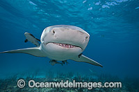 Lemon Shark at Bahamas Photo - David Fleetham