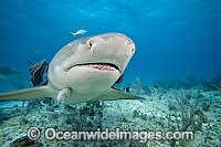 Lemon Shark Photo - David Fleetham