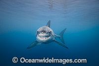 Underwater Great White Shark Photo - David Fleetham