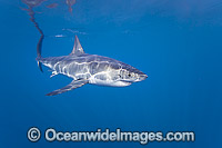 Great White Shark Photo - David Fleetham