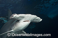 Scalloped Hammerhead Shark Photo - David Fleetham