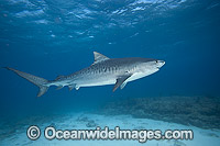 Tiger Shark in Bahamas Photo - David Fleetham