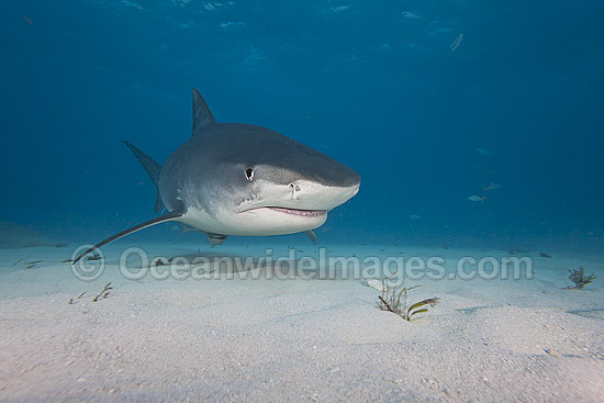 Tiger Shark in Bahamas photo