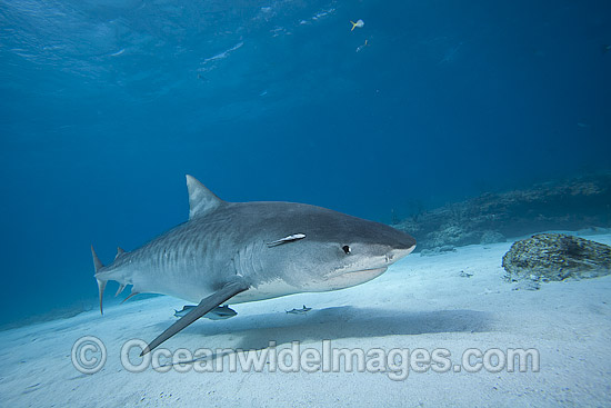Tiger Shark in Bahamas photo