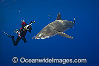 Diver photographing Oceanic Whitetip Shark Photo - David Fleetham