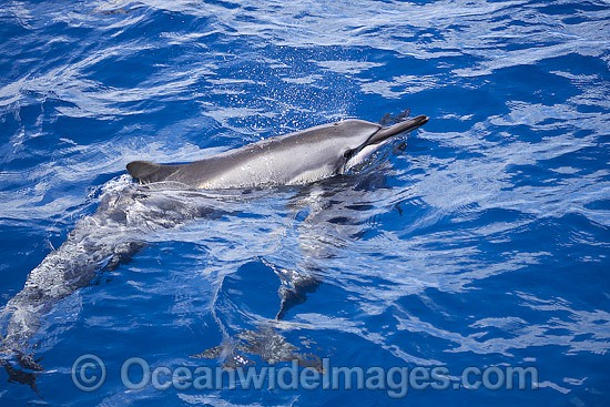 Spinner Dolphins at surface photo