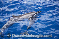 Spinner Dolphins at surface Photo - David Fleetham