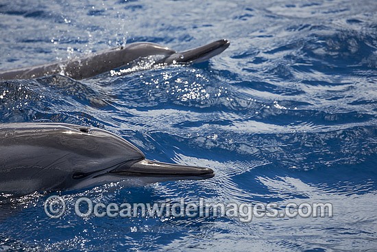 Spinner Dolphins underwater photo