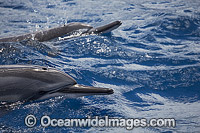 Spinner Dolphins underwater Photo - David Fleetham