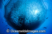 Almaco Jack in fish net Photo - David Fleetham