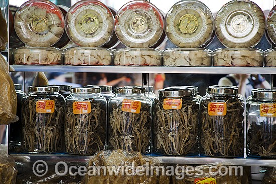 Dried Seahorse Medicine photo